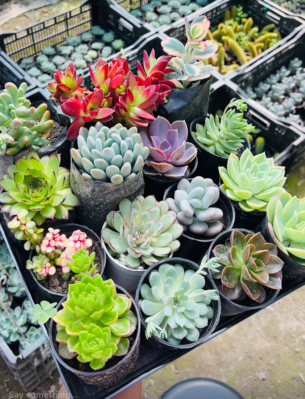 Combo of 15 Succulents – Assorted Rare Mix