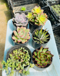 Combo of 6 Succulents – Rare Variety Mix with String of Pearls