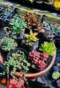 Combo of 8 Succulents – Rare Mix 2 with String of Pearls