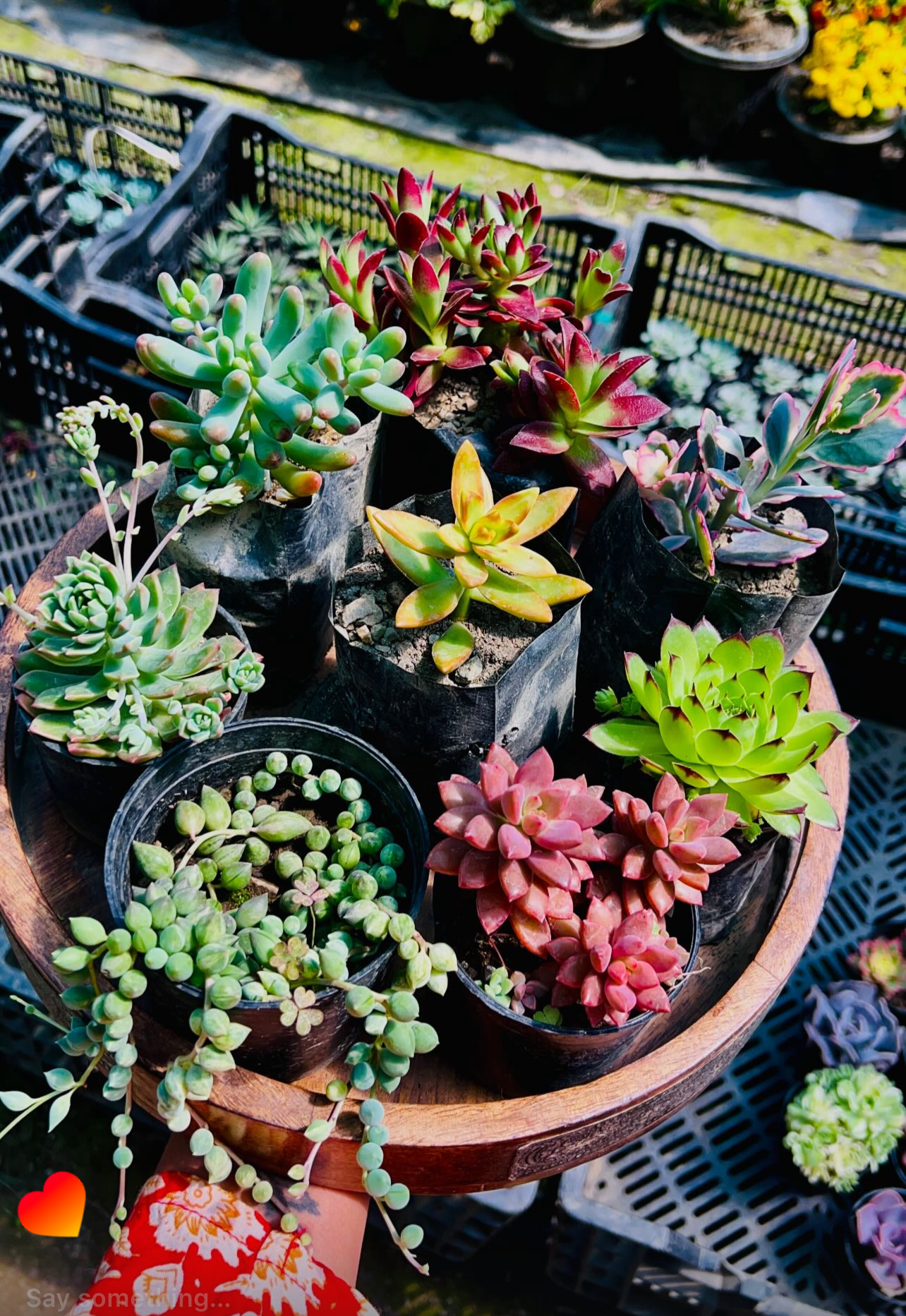 Combo of 8 Succulents – Rare Mix 2 with String of Pearls