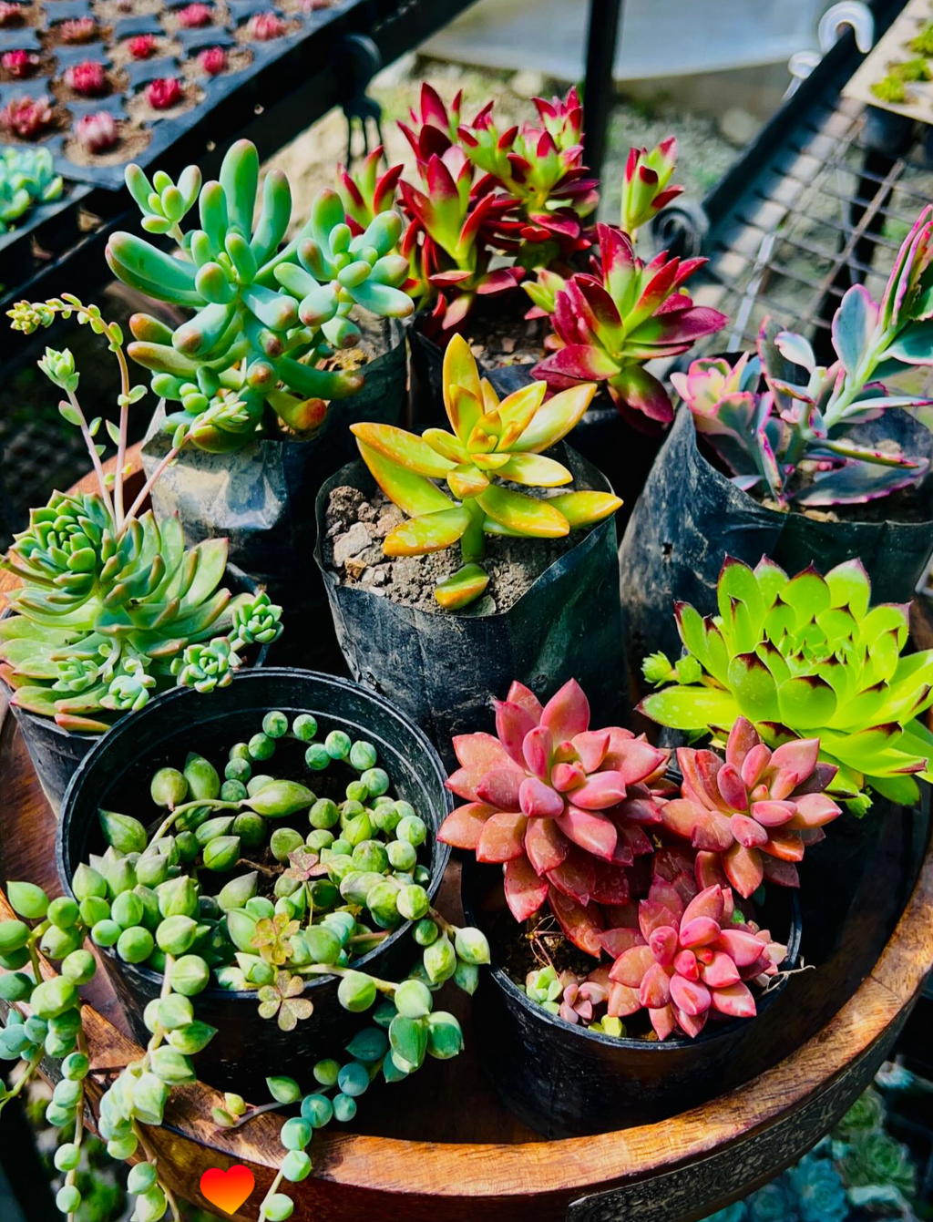Combo of 8 Succulents – Rare Mix 2 with String of Pearls