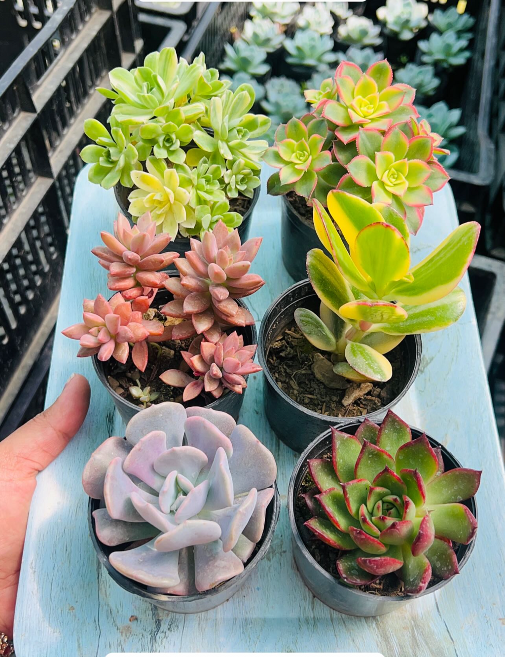 Combo of 6 Succulents – Rare Mix 2 with Pachyphytum