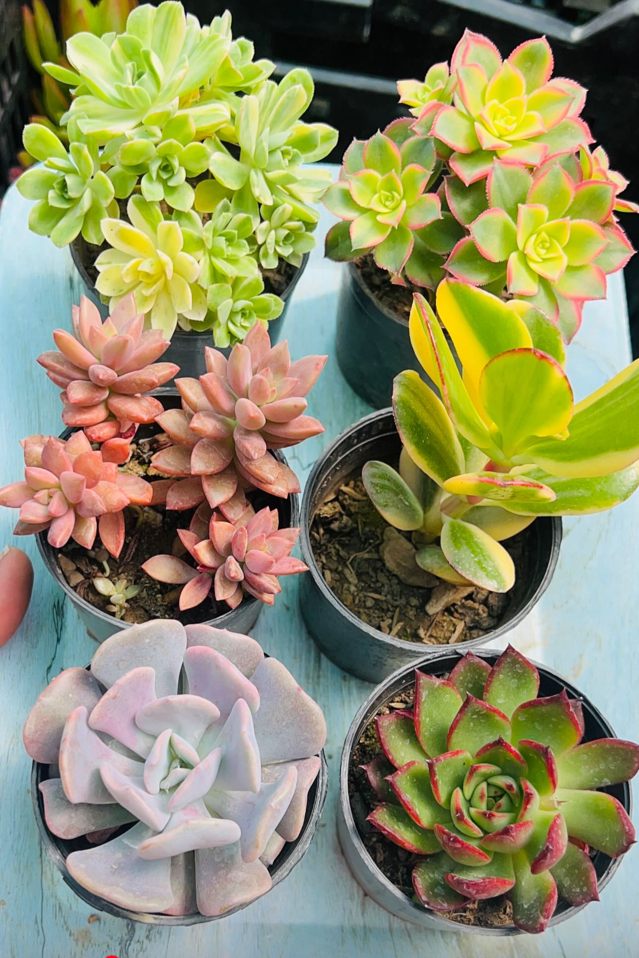 Combo of 6 Succulents – Rare Mix 2 with Pachyphytum