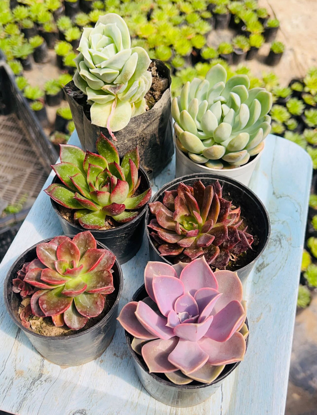 Combo of 6 Succulents – Rare Mix 3 Purple & Dark Varieties
