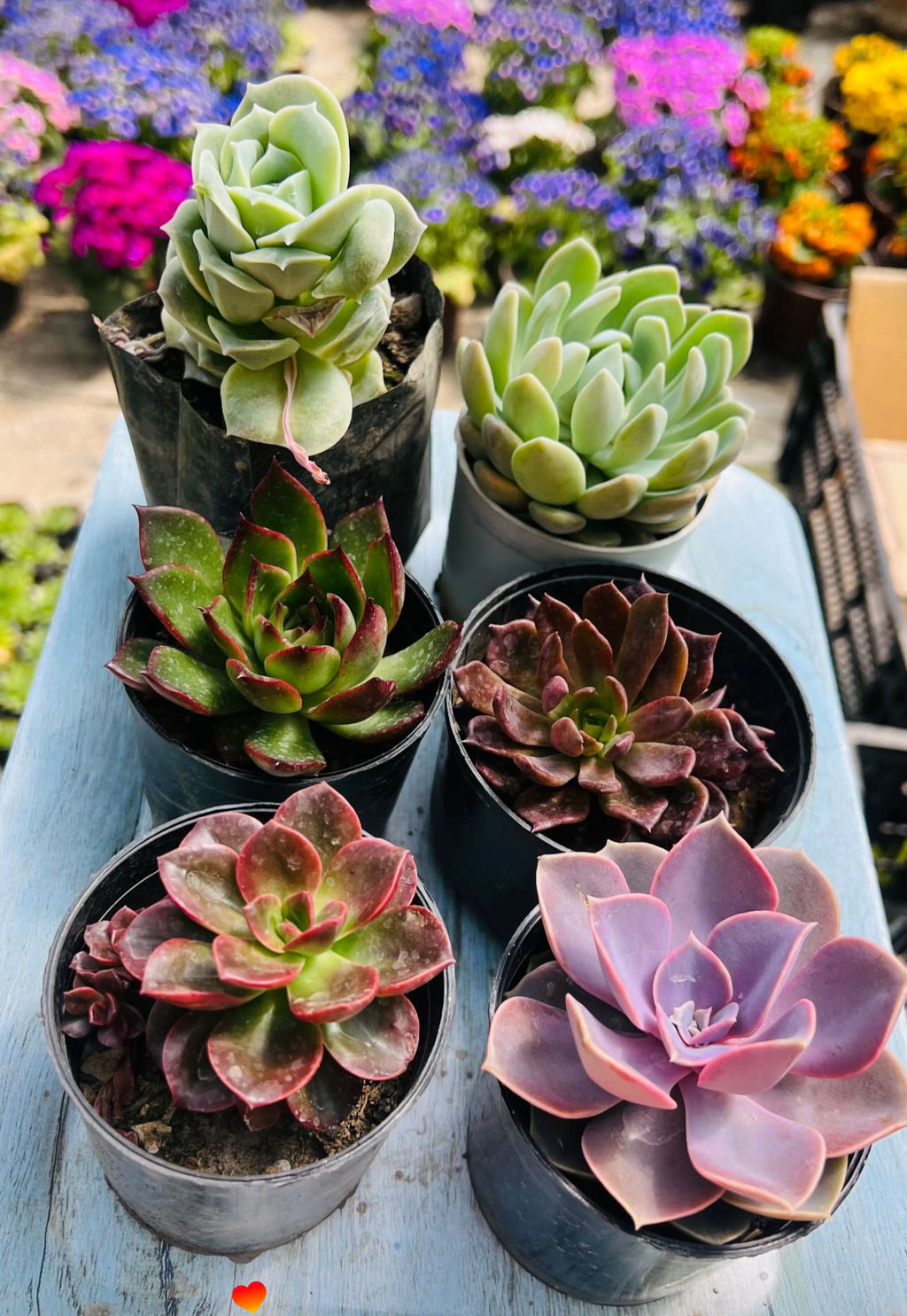 Combo of 6 Succulents – Rare Mix 3 Purple & Dark Varieties