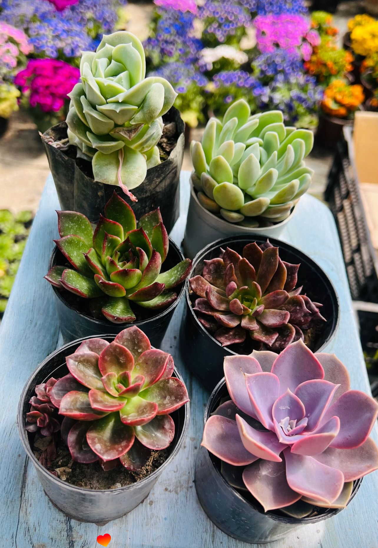Combo of 6 Succulents – Rare Mix 3 Purple & Dark Varieties