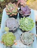 Combo of 6 Succulents – Rare Mix 4 Pastel & Grey Tones