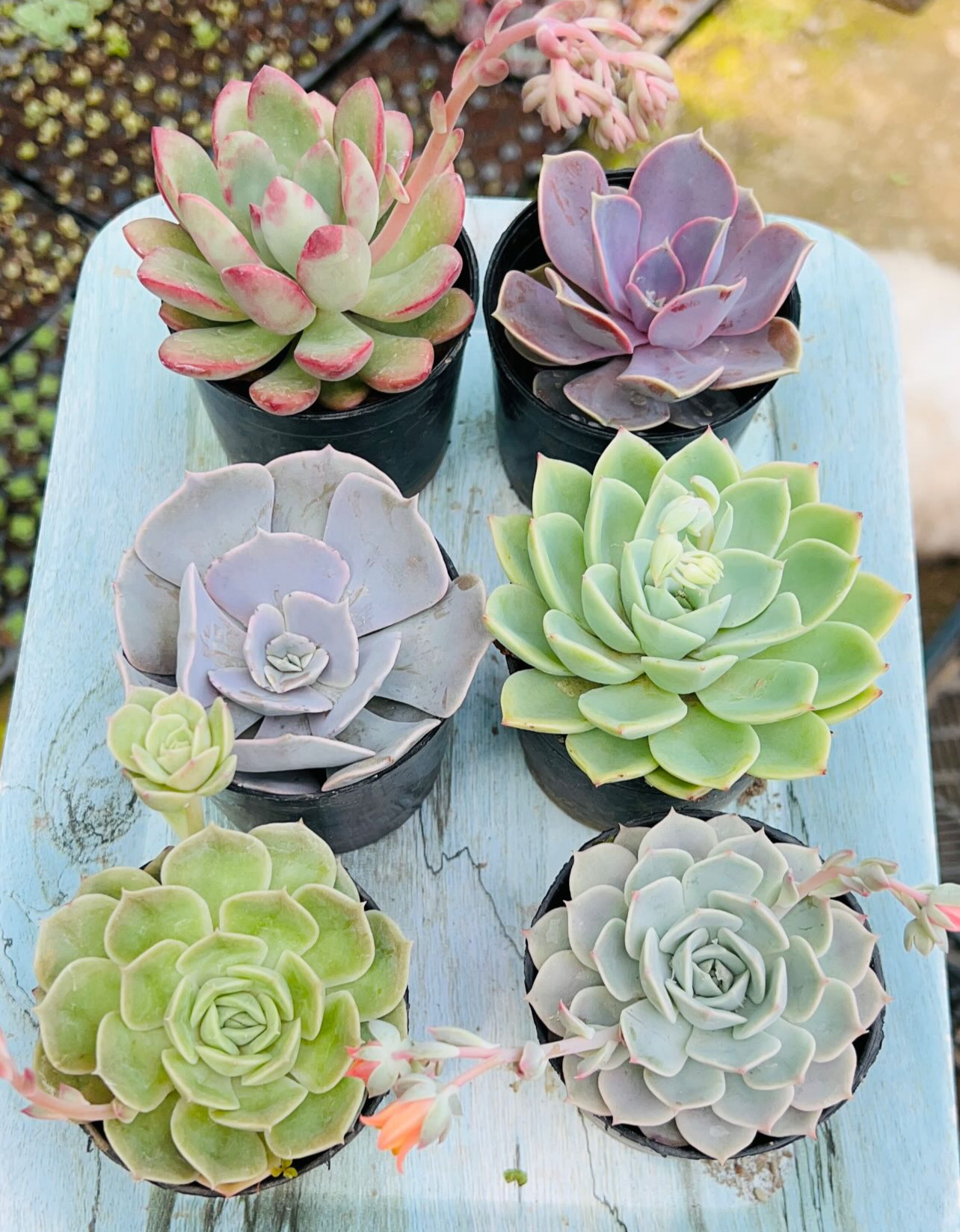 Combo of 6 Succulents – Rare Mix 4 Pastel & Grey Tones