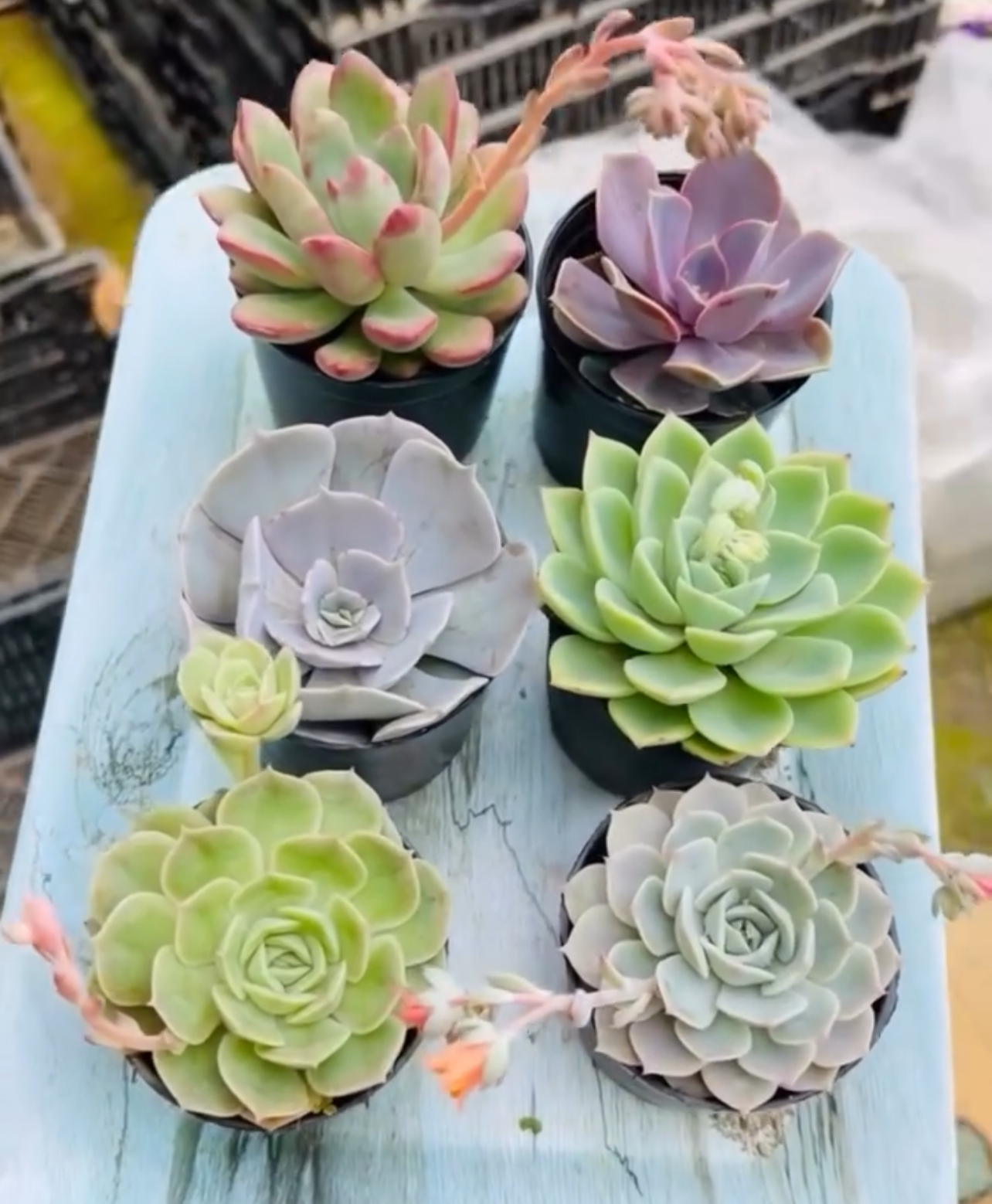 Combo of 6 Succulents – Rare Mix 4 Pastel & Grey Tones