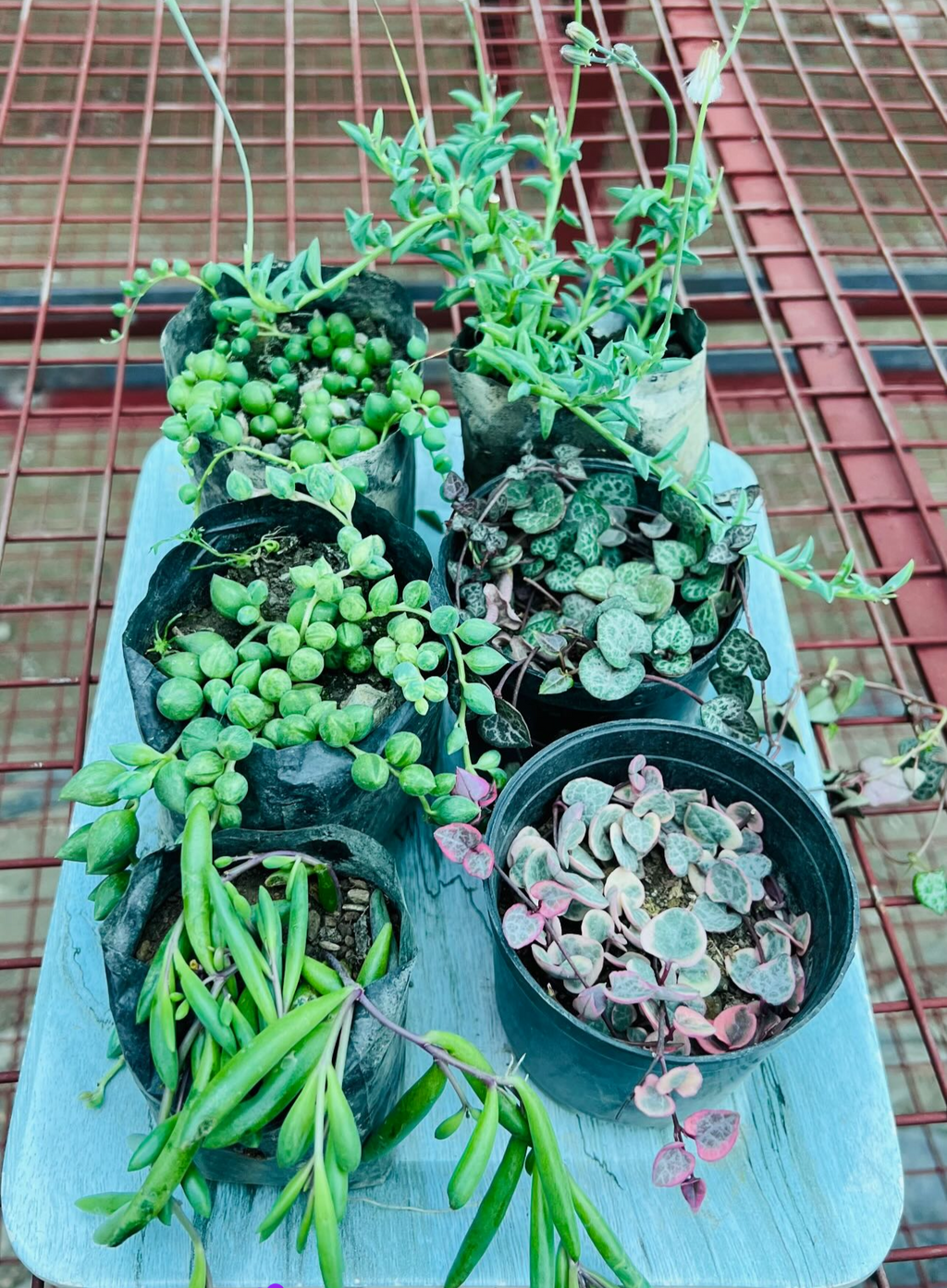 Combo of 6 Hanging Succulents – Trailing & Cascading Mix
