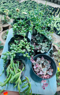 Combo of 6 Hanging Succulents – Trailing & Cascading Mix