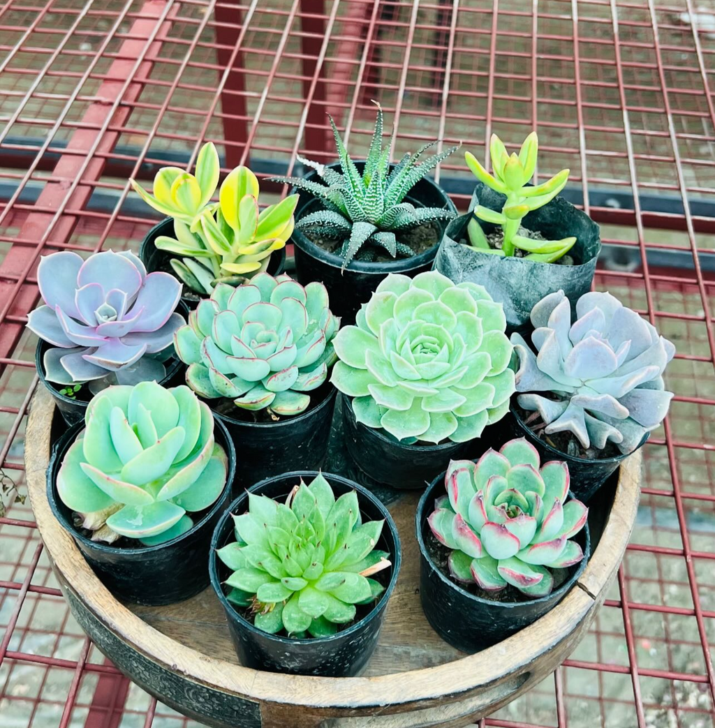 Combo of 10 Succulents – Assorted Rare Mix