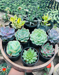 Combo of 10 Succulents – Assorted Rare Mix
