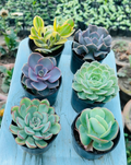 Combo of 6 Succulents – Rare Mix 5 Blue, Grey & Green Tones