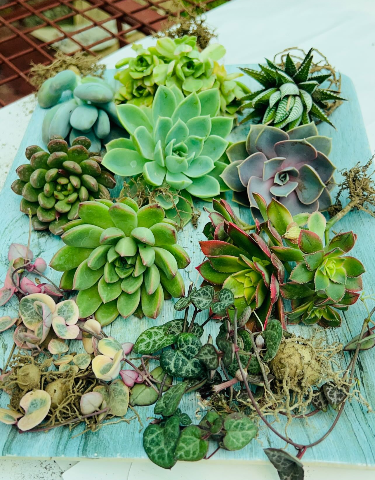 Combo of 10 Succulents – Rare Mix 2 with Trailing Varieties