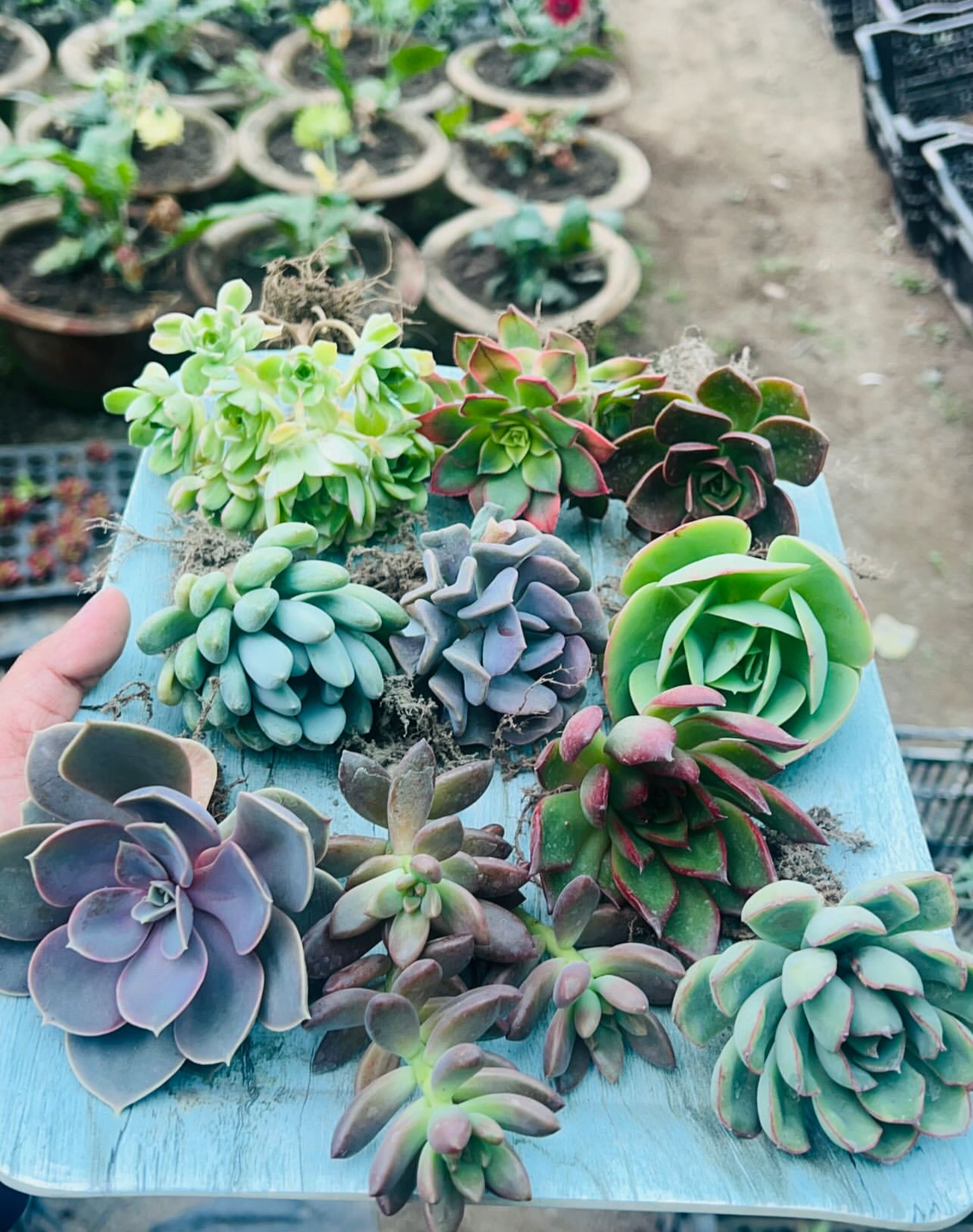 Combo of 10 Succulents – Rare Mix 3 Rose-Shaped & Moonstone Varieties