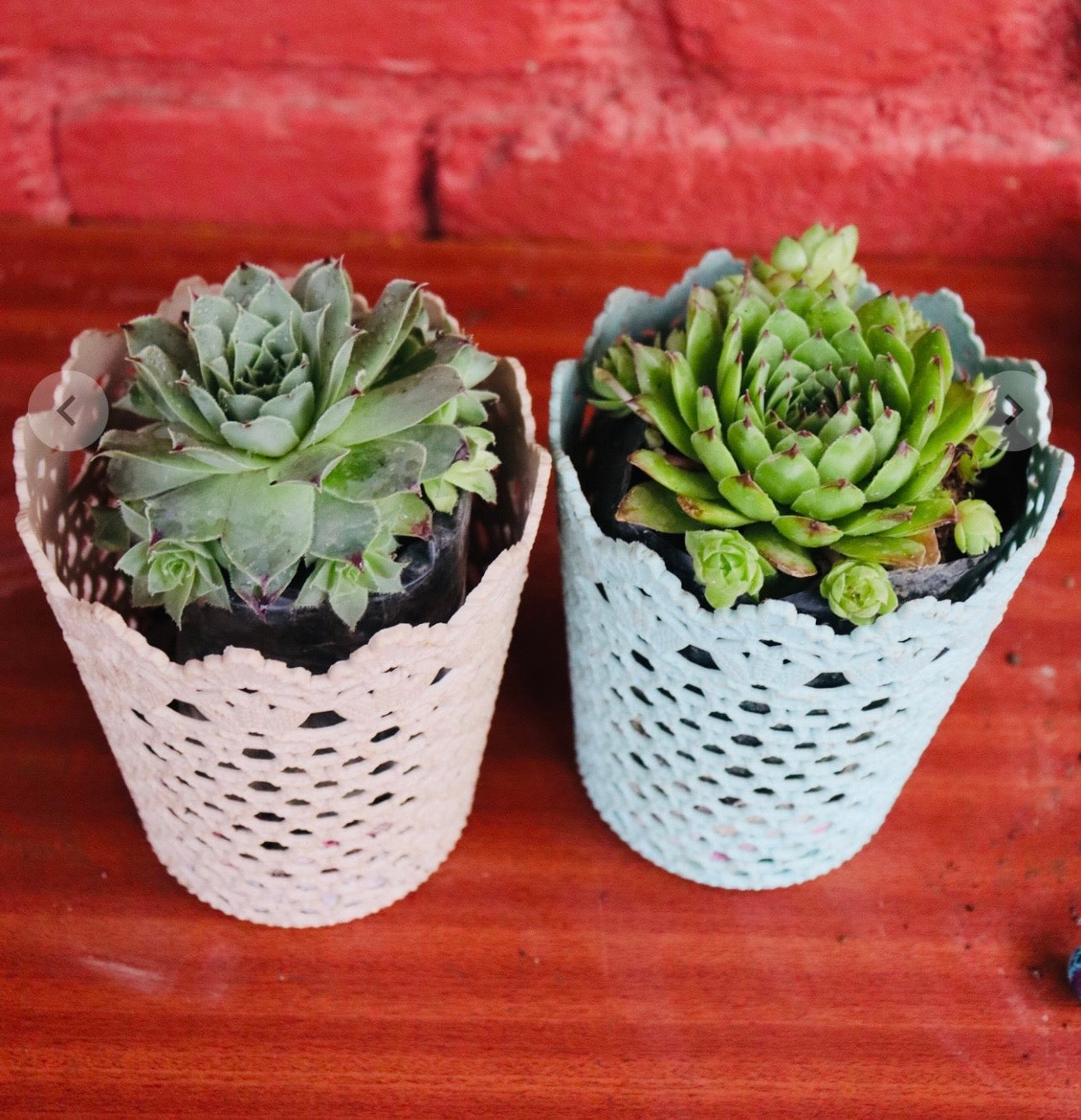 Sempervivum Hen & Chicks – Lace Pot Cover Gift Set