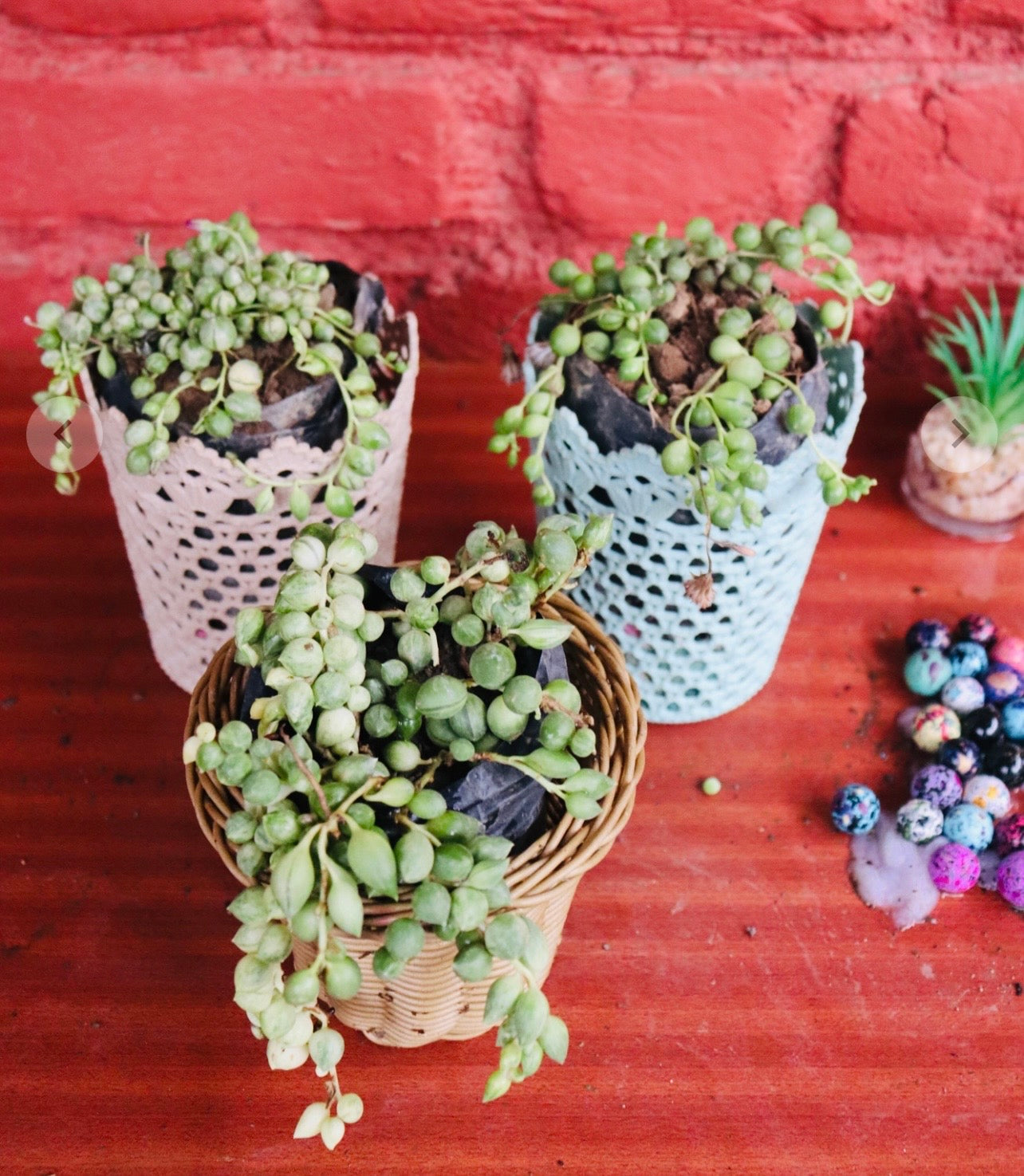 String of Pearls – Senecio Rowleyanus in Gift Pot Cover