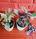 Tradescantia Set of 2 – Variegated & Zebrina in Lace Pot Covers