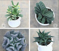 Rare Succulent Set of 4 – Collector's Variety Collection in White Pots