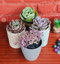 Succulent Set of 4 – Echeveria & Crassula in Decorative Pots