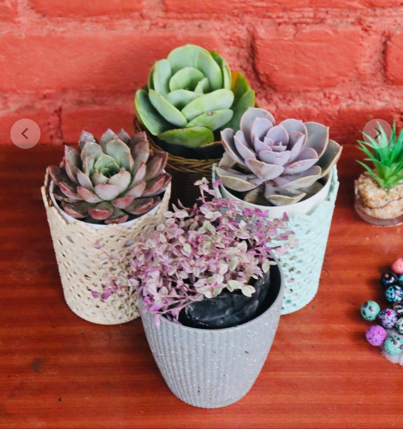 Succulent Set of 4 – Echeveria & Crassula in Decorative Pots