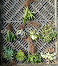 Bare-Root Succulent Set of 9 – Mixed Variety Collection