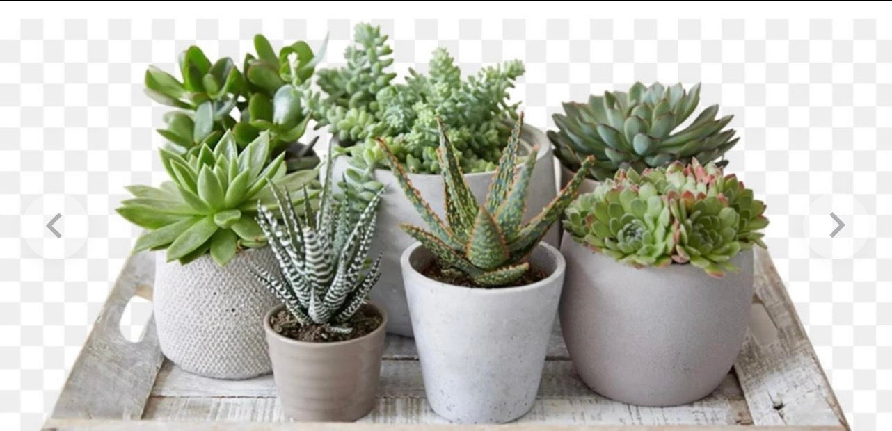 Potted Succulent Set of 7 – Mixed Varieties in Grey Ceramic Pots