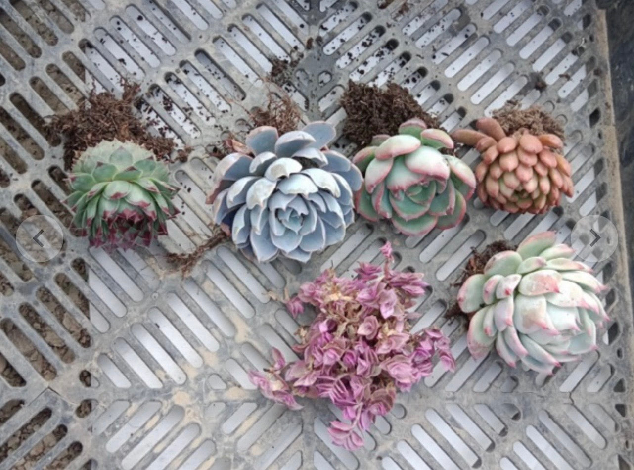 Premium Bare-Root Succulent Set of 6 – Rare Collector Varieties