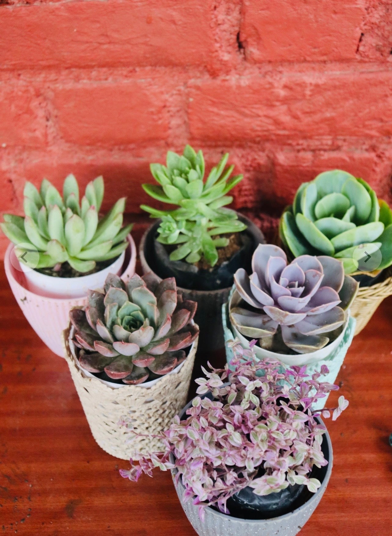 Potted Succulent Set of 6 – Mixed Echeveria & Crassula in Decorative Pots
