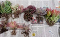 Bare-Root Succulent Set of 8 – Premium Mixed Variety Collection