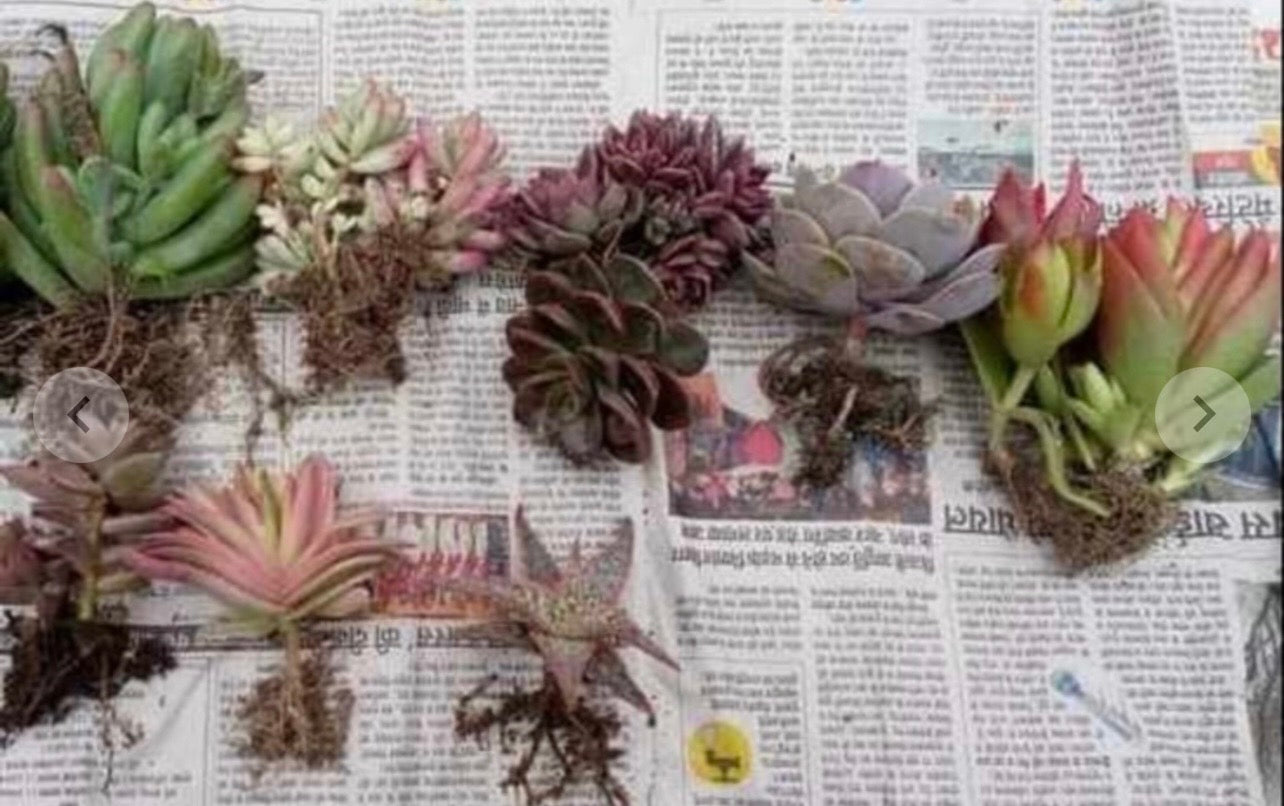 Bare-Root Succulent Set of 8 – Premium Mixed Variety Collection