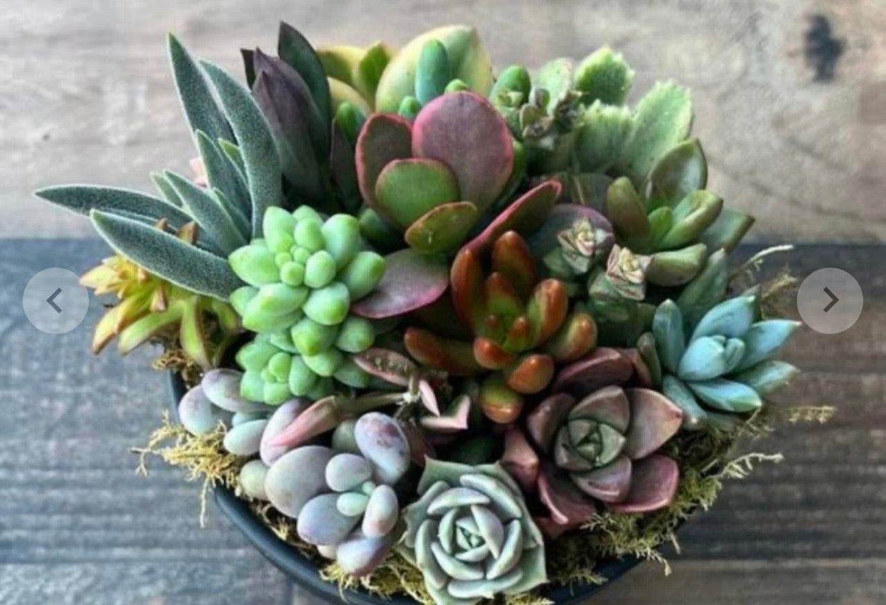 Succulent Bowl Garden – 10 Mixed Varieties in One Planter
