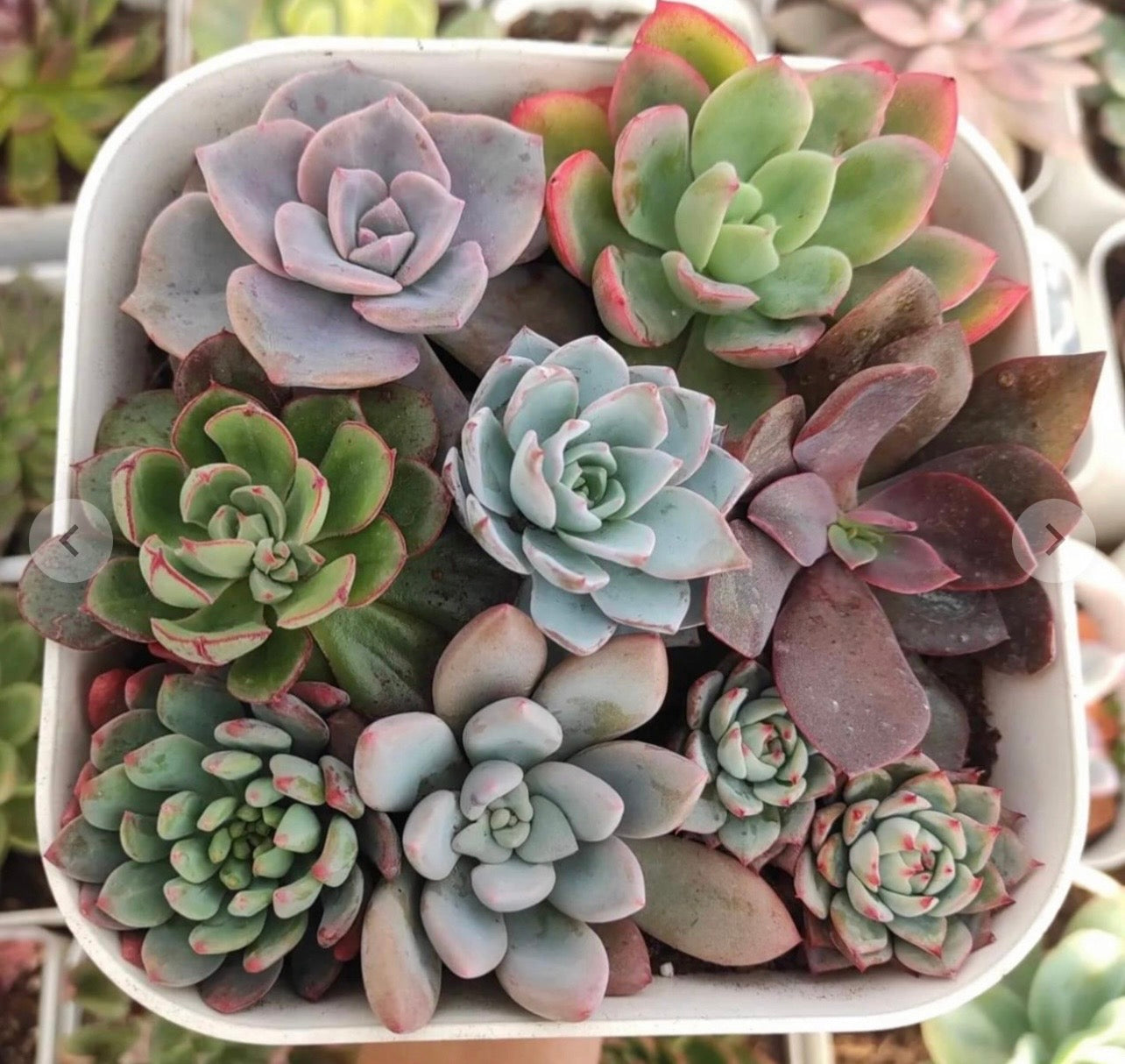 Succulent Square Planter Garden – 8 Premium Varieties in White Pot