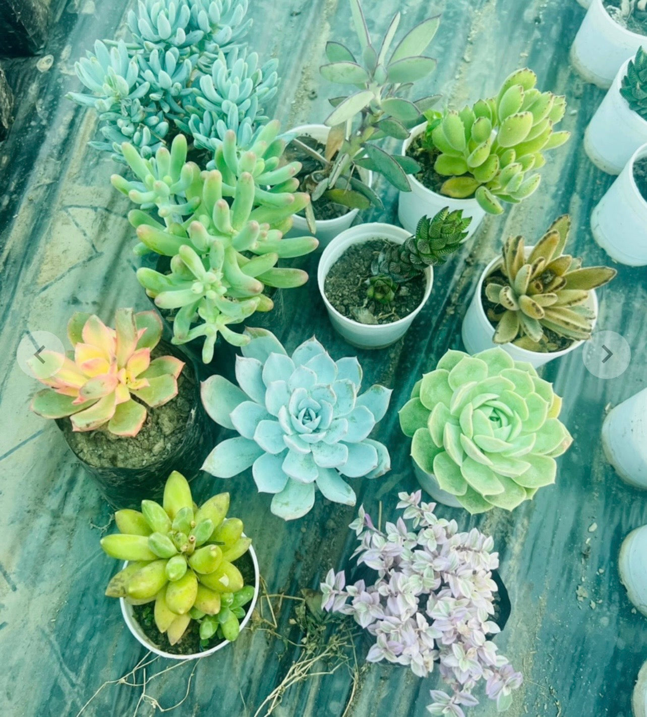 Nursery Potted Succulent Set of 8 – Mixed Varieties in White Pots
