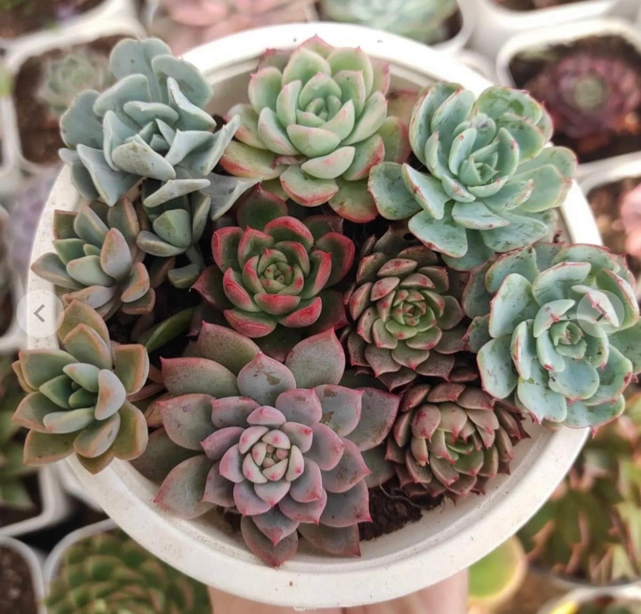 Echeveria Round Bowl Garden – 10 Premium Varieties in White Bowl