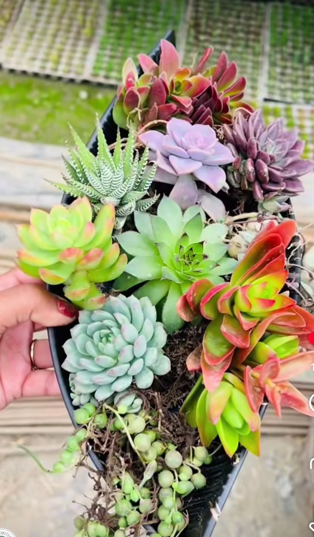 Succulent Oval Planter Garden – 10 Premium Varieties in Black Pot