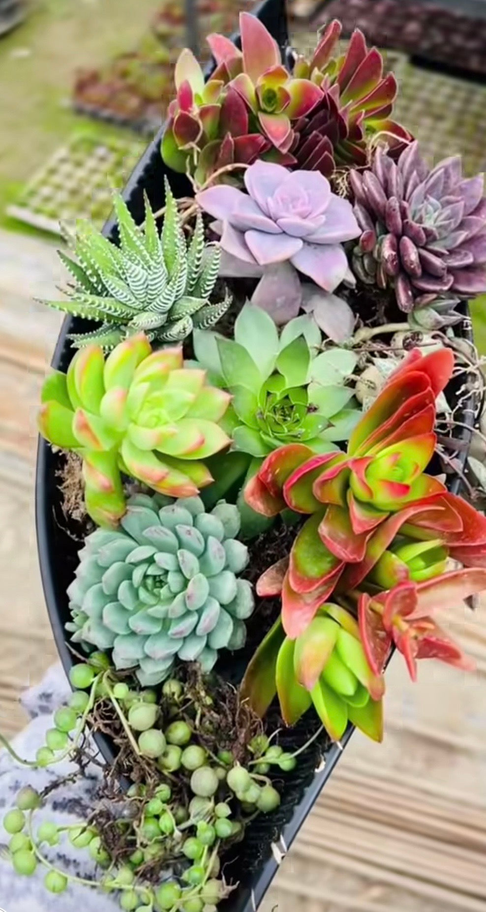 Succulent Oval Planter Garden – 10 Premium Varieties in Black Pot