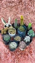 Cactus Combo of 13 – Mega Desert Collection