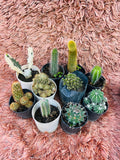 Cactus Combo of 10 – Rare Mix Collection