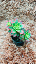 Aeonium Haworthii Succulent