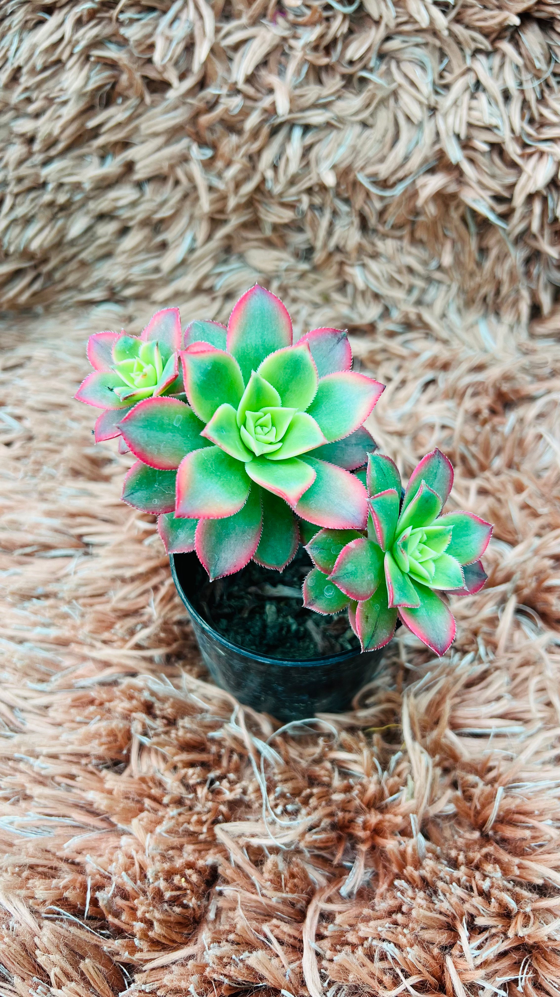 Aeonium Haworthii Succulent