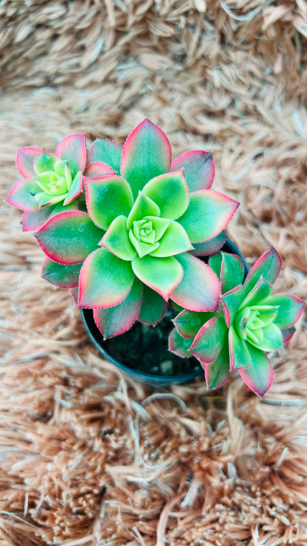 Aeonium Haworthii Succulent