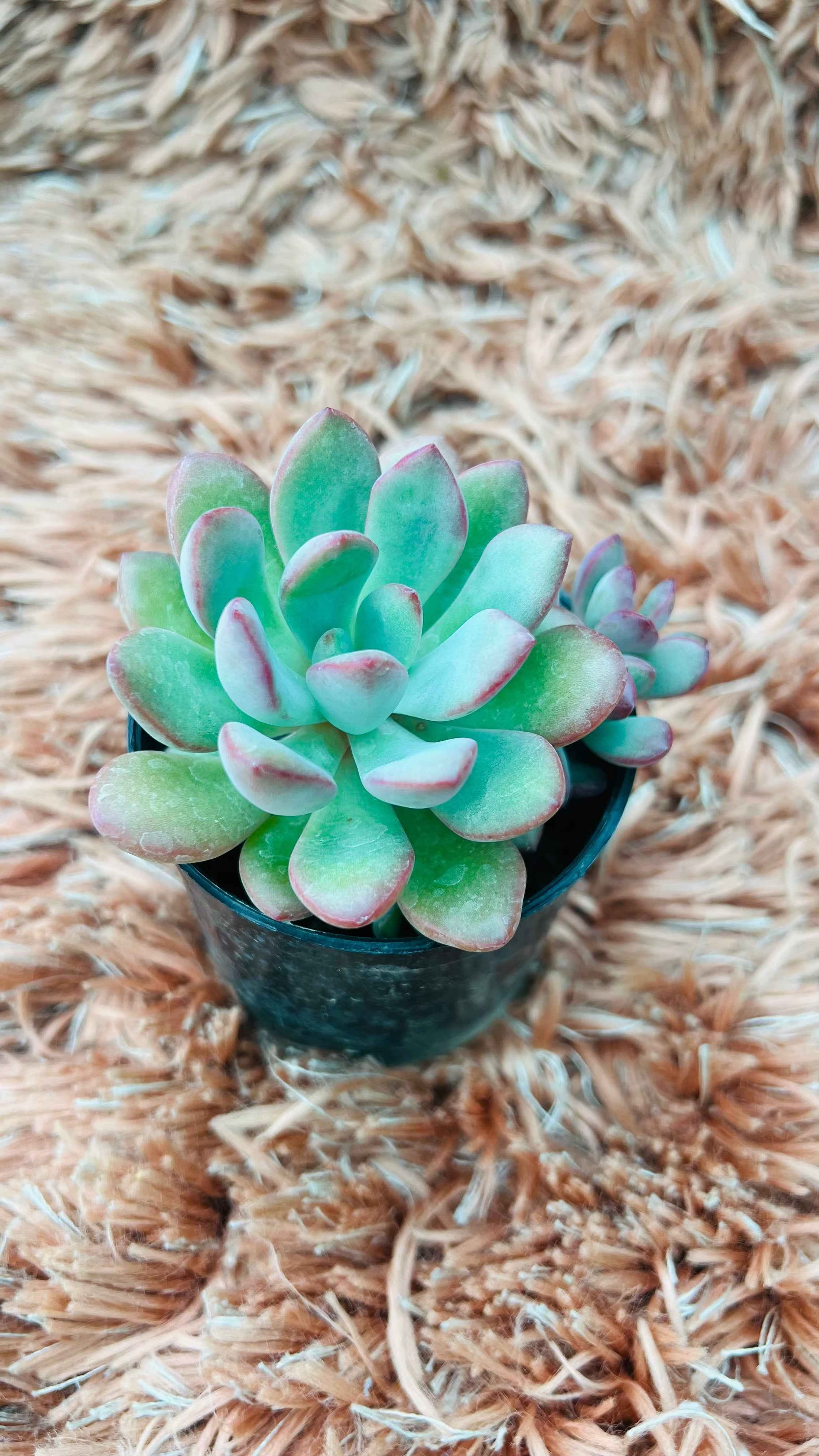 Echeveria Ice Succulent