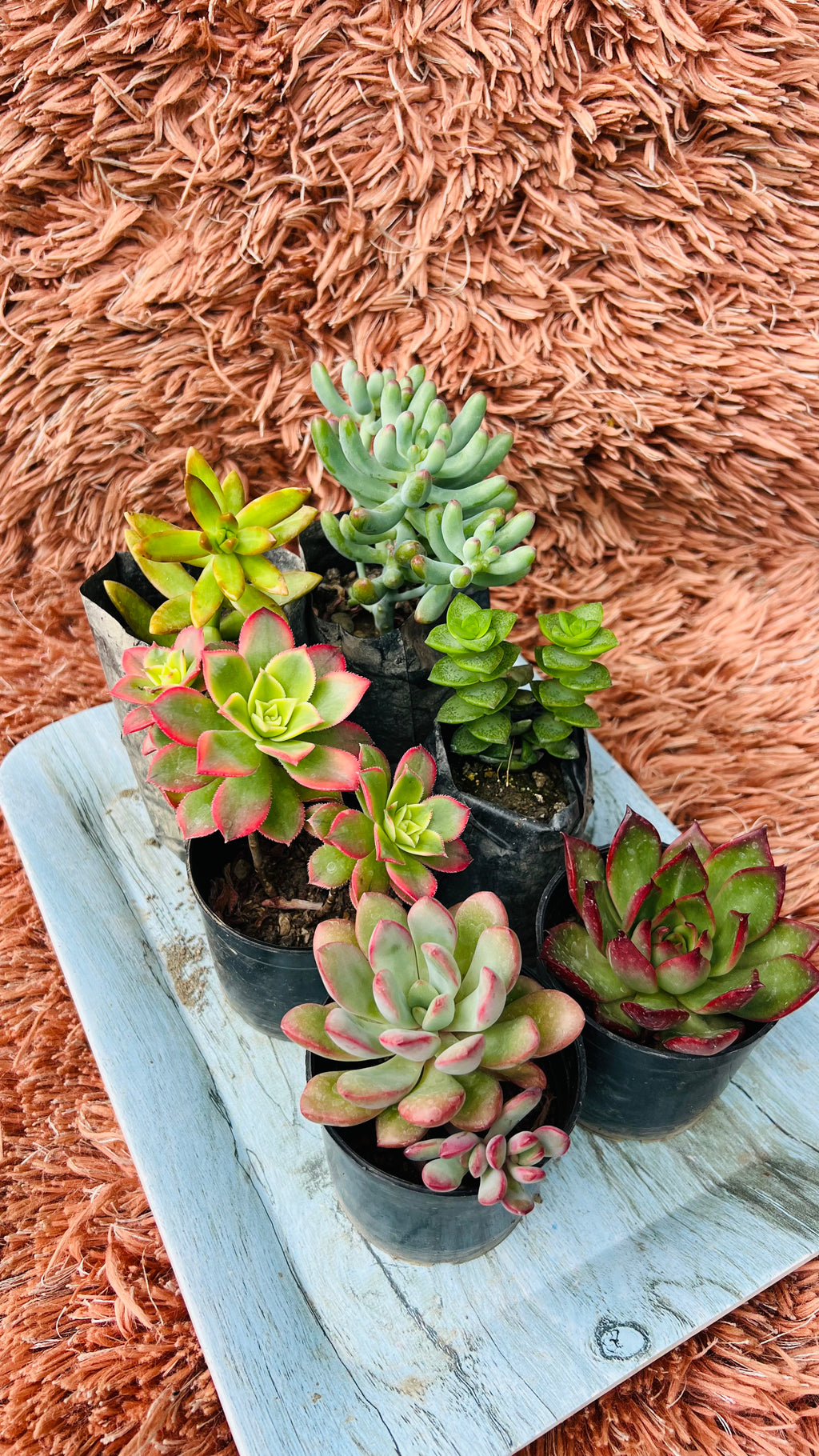 Succulent Combo Set of 6 – Curated Collection