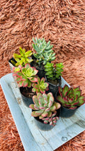 Succulent Combo Set of 6 – Curated Collection
