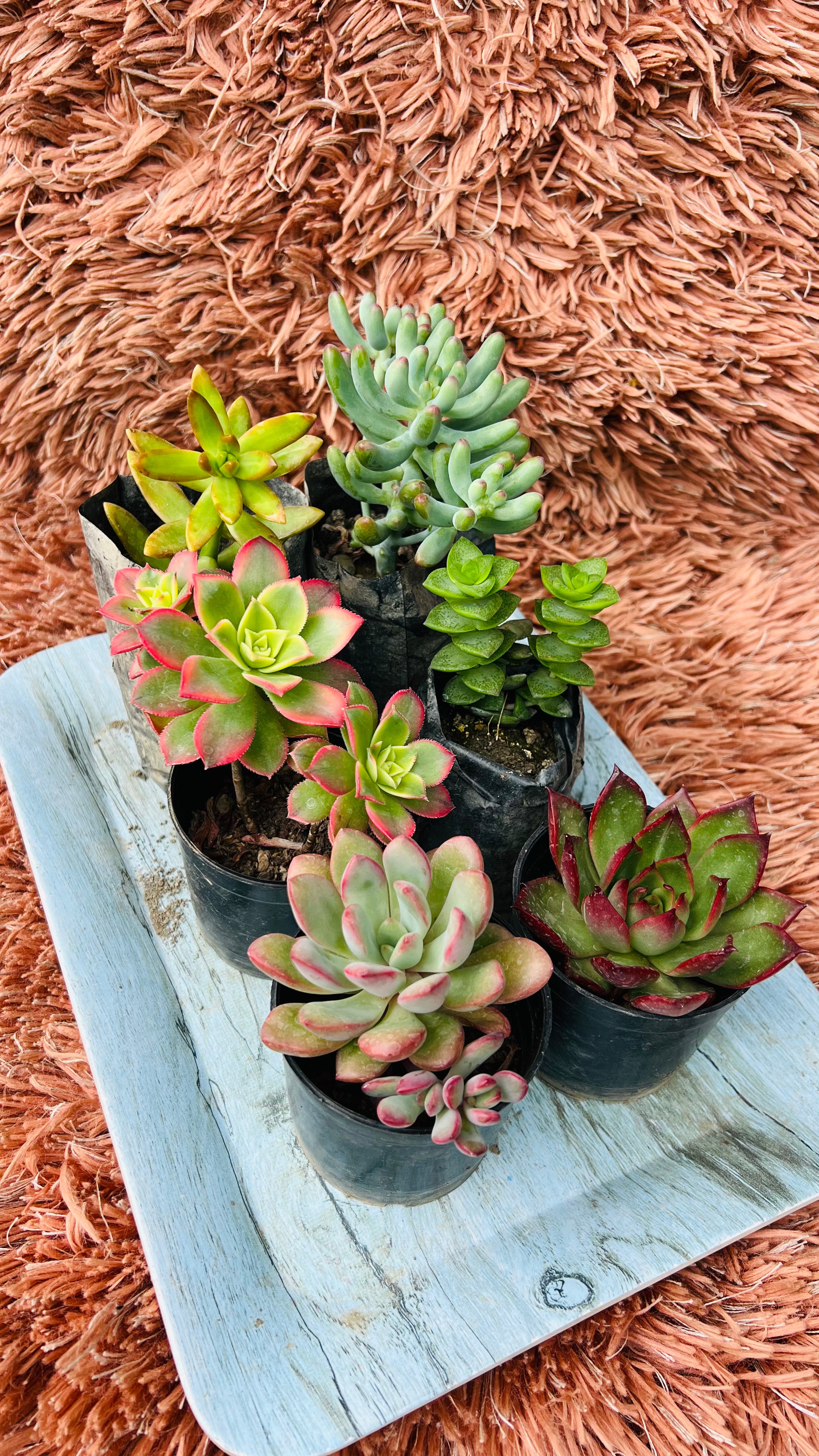 Succulent Combo Set of 6 – Curated Collection