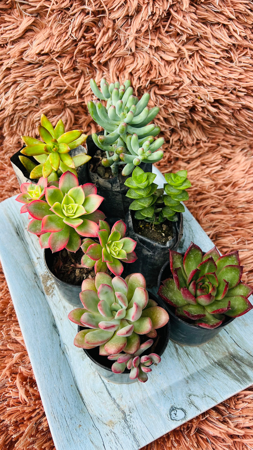 Succulent Combo Set of 6 – Curated Collection