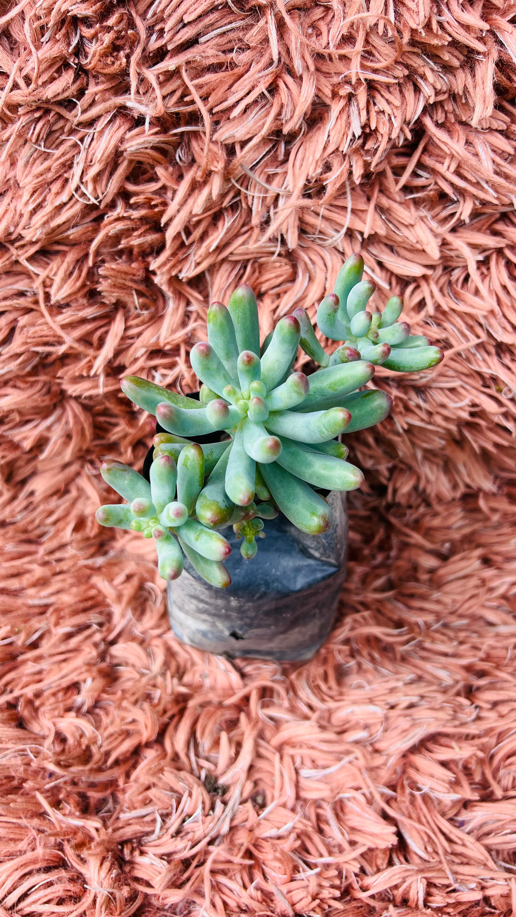 Hard Sedum Succulent