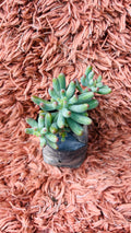 Hard Sedum Succulent
